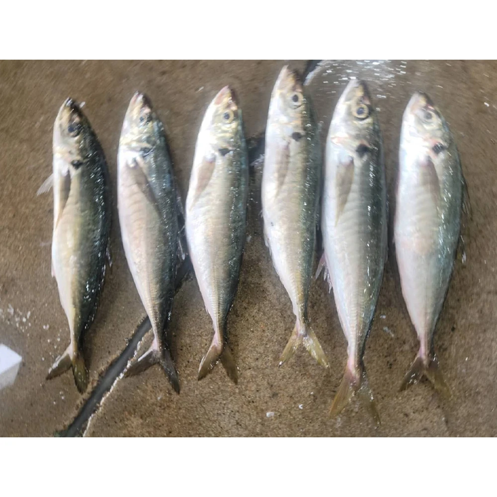 Frozen big eye horse mackerel 500-900gr frozen horse mackerel 300-500gr frozen yellow tail horse mackerel fish price