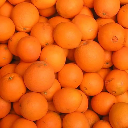 
Fresh Navel Oranges Price from China  (728120083)
