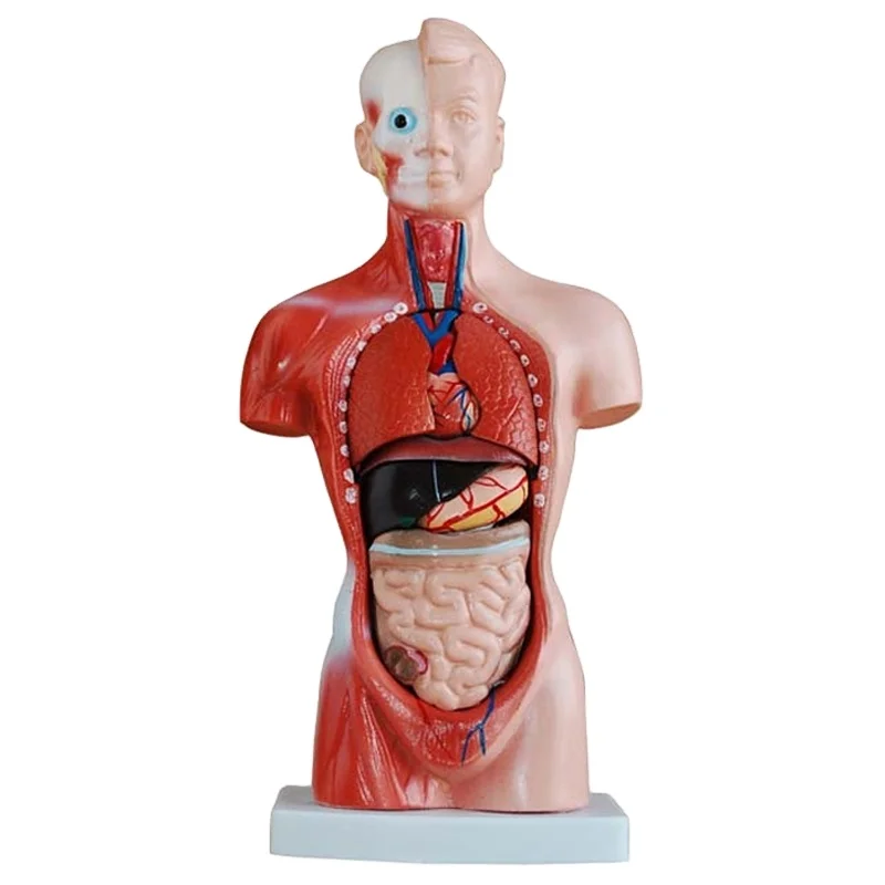 DARHMMY 26CM Torso Series Model Human Anatomy 15-Part Medical Science Model for Medical School