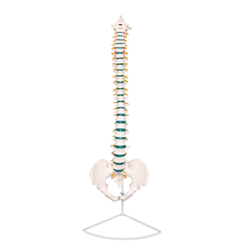 Production of PVC spine model vertebral column model/Medical science life size human spine anatomical model/medical spine model