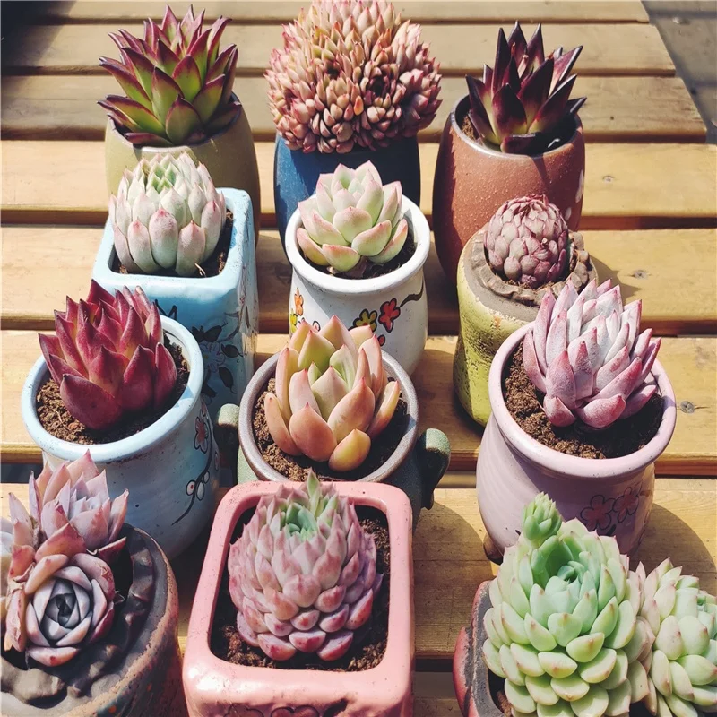 
WB37 Echeveria Frank Live Succulent live Plant woody plant bonsai indoor plant gardening Flora 