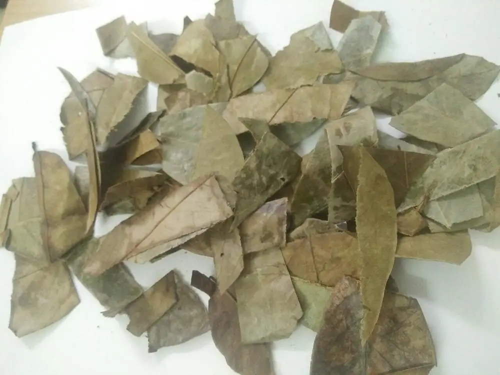 
Fresh Soursop Leaves /DRIED Graviola Leaf tea / Whatsapp +84-845-639-639 