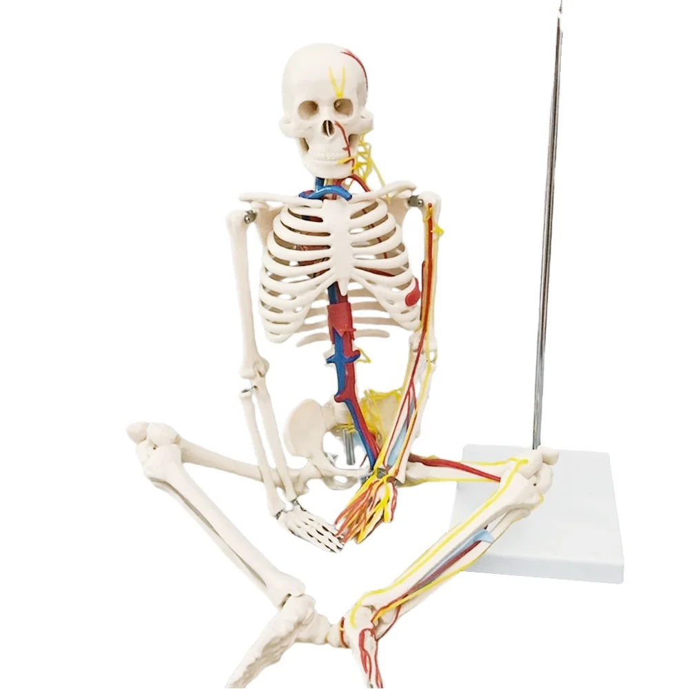 Medical Anatomical Human Skeleton Model  85cm FRT013 Medical Painted Skeleton With Heart Nerves Arteries And Veins
