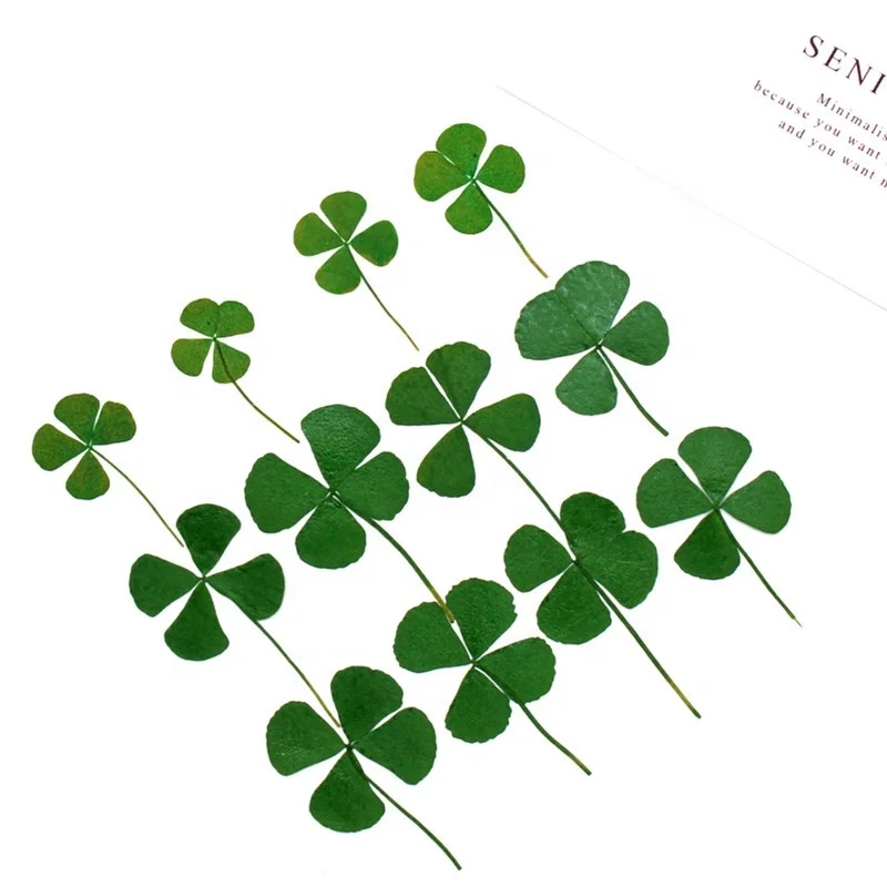 MNR1943 pressed and real dried four-leaf clover for DIY decoration
