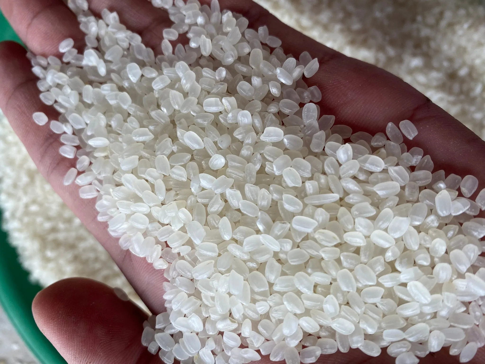 Japonica Arroz Japanese sushi rice with 3% broken Calrose Buyer Logo white rice delicious - whatsap 0084 989 322 607