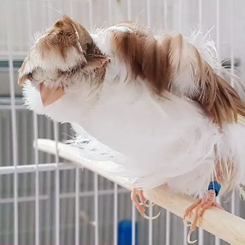 
GOULDIAN FINCH/YORKSHIRE BIRDS AVAILABLE WITH FREE CAGES 