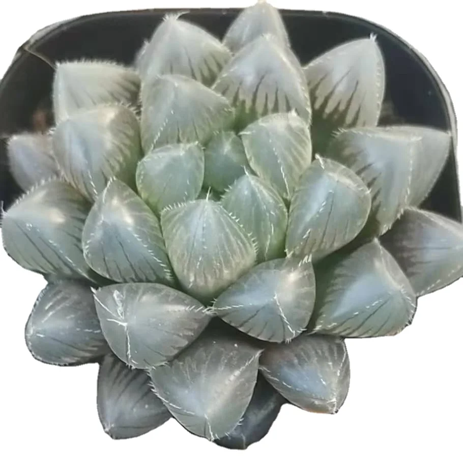 
New Succulent Plants for office decoration 