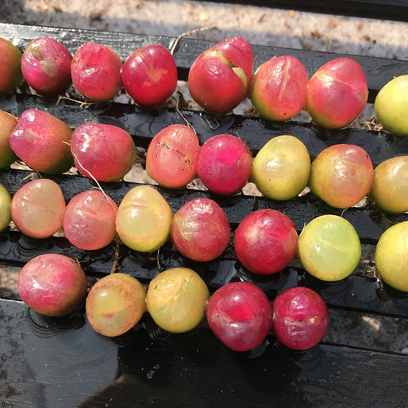 
Lithops for wholesale Indoor Plants For Nursery Natural Succulent Plant big Conophytum maughanii1.3-1.8cm 