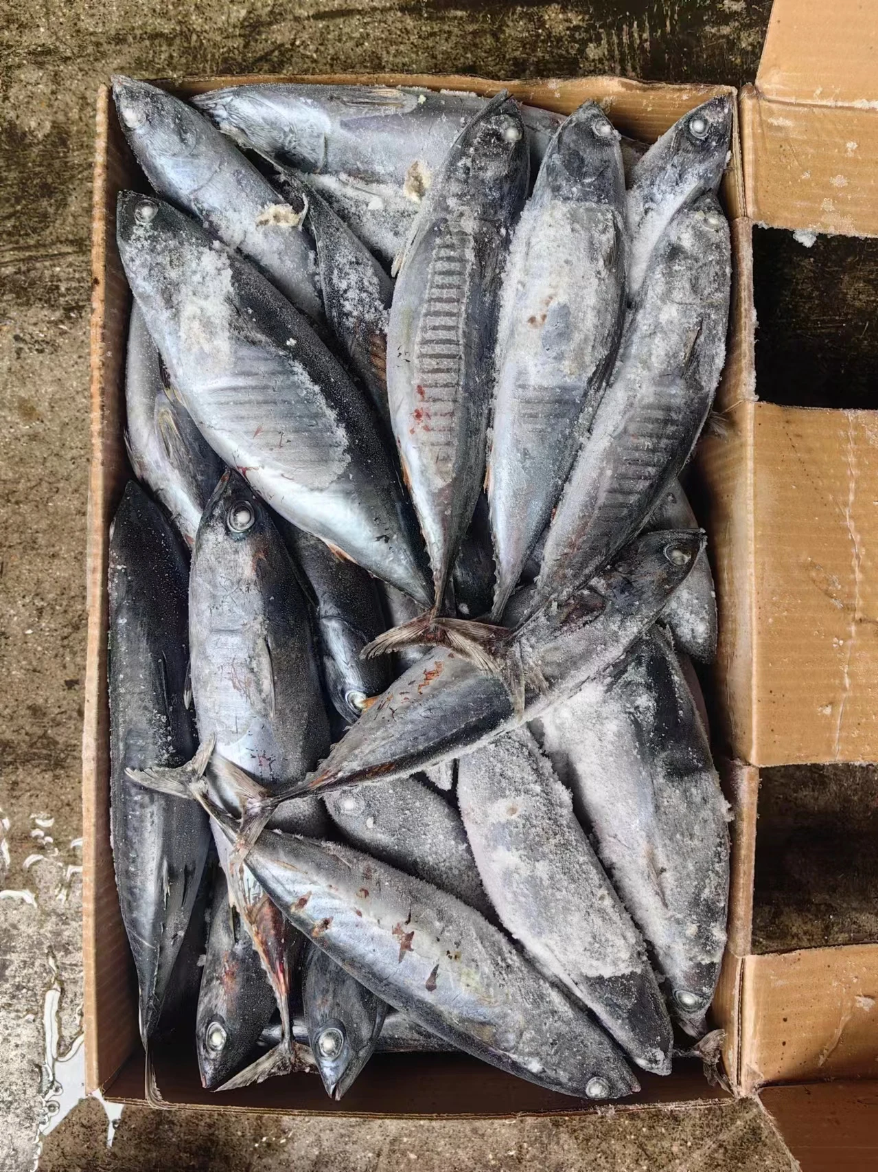 Premium Quality Seafood Frozen Bonito Fish for Africa Client