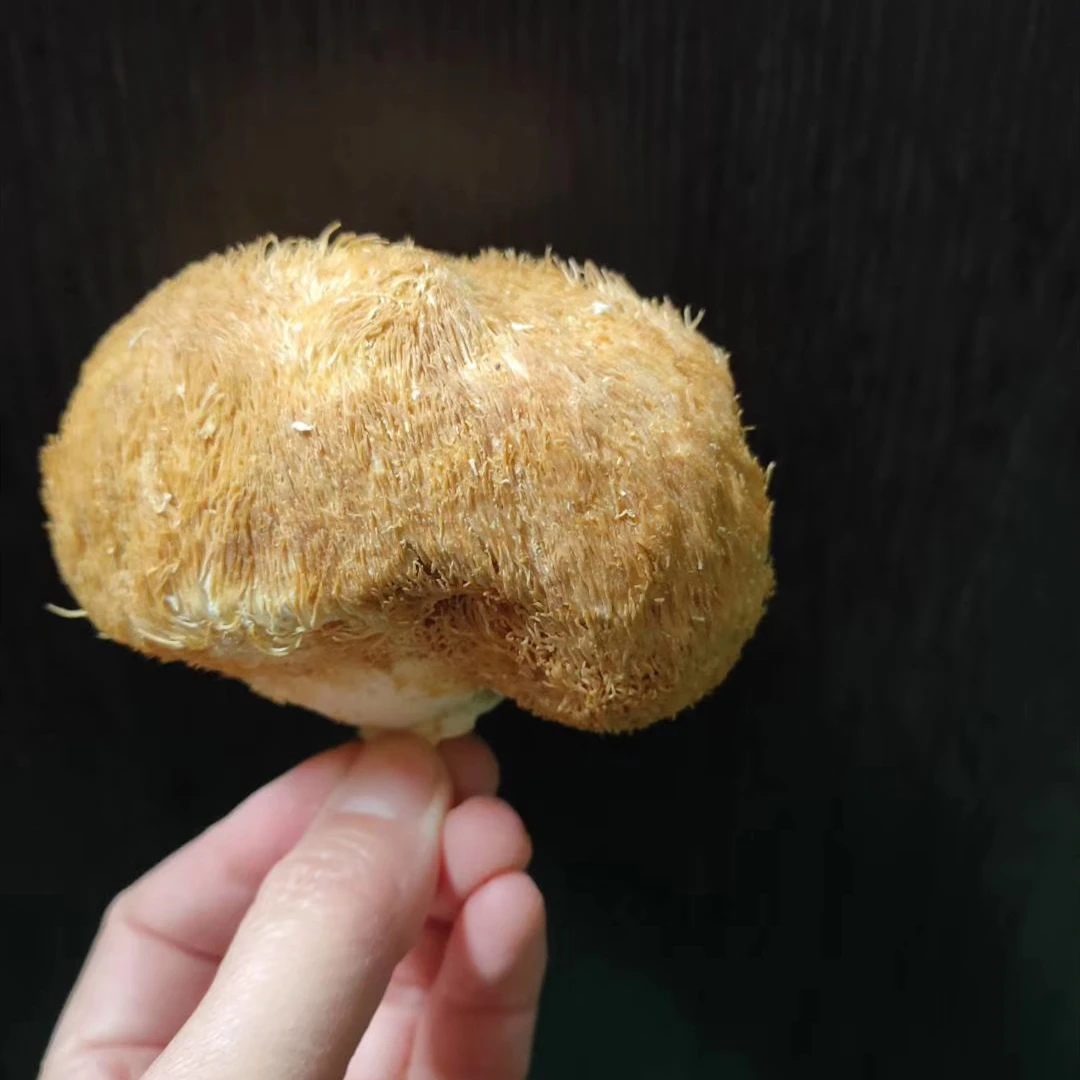 
Healthy Food Dried Lions Mane & Hericium Erinaceus Mushroom & Monkey Head Mushroom 