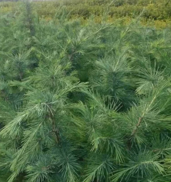 Natural dried clean mature cedrus deodara seeds for planting