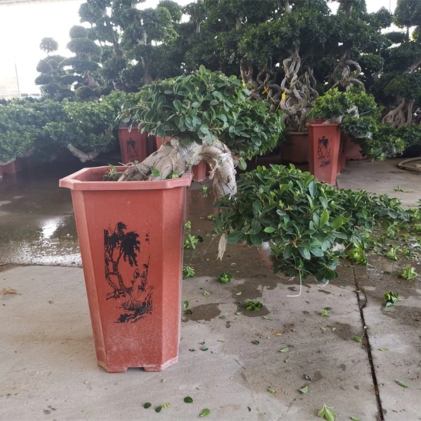Banyan Tree Bonsai live bonsai tree
