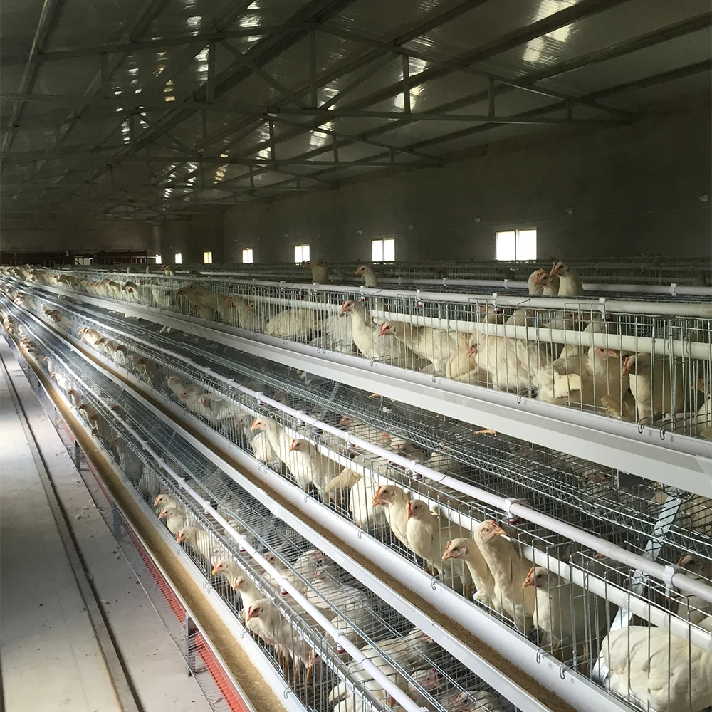 TBB Factory Supply Broiler Battery Cages Automatic a Type Chicken Farm Equipment