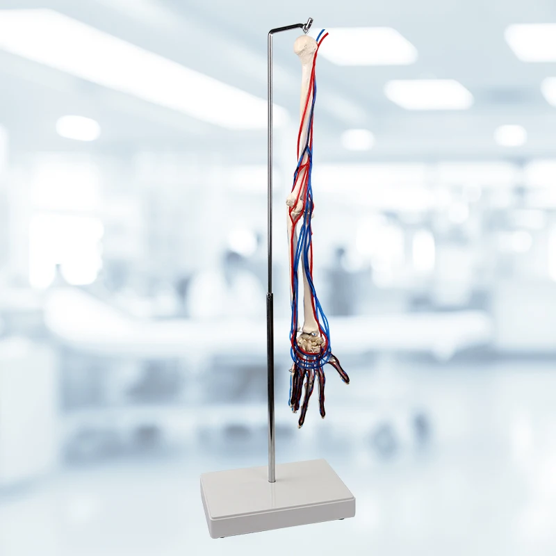 Модель медицинской науки, большая модель кости руки для взрослых из ПВХ с моделью скелета кровеносных сосудов