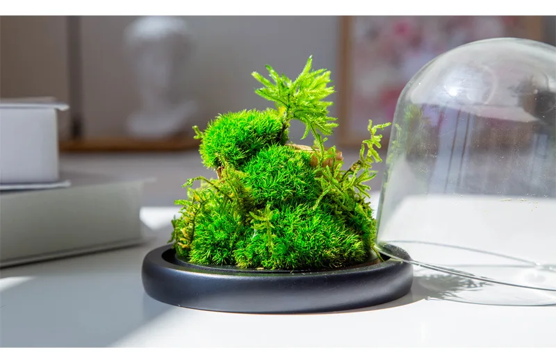 wholesale moss art moss plant real natural living green long lasting stabilized preserved moss terrarium for decoration