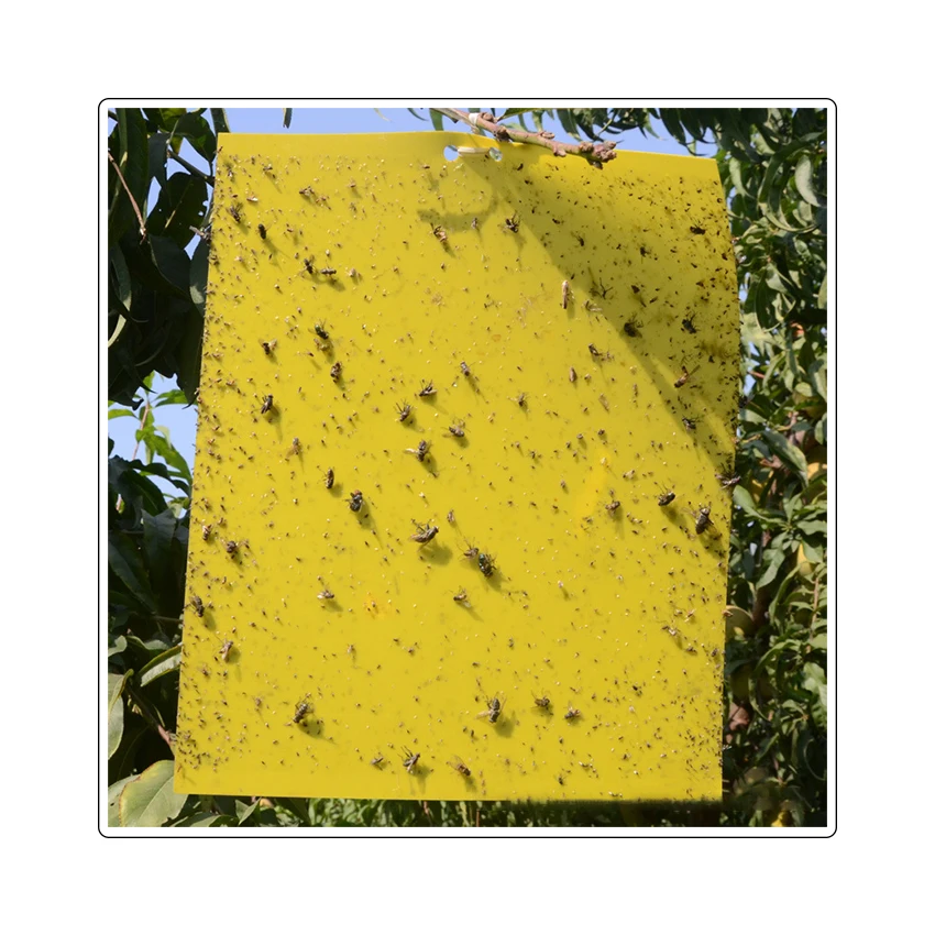 На Amazon Горячие Продажи Продукции фрукты Ловца муха с Pestmen ловушки для насекомых 2