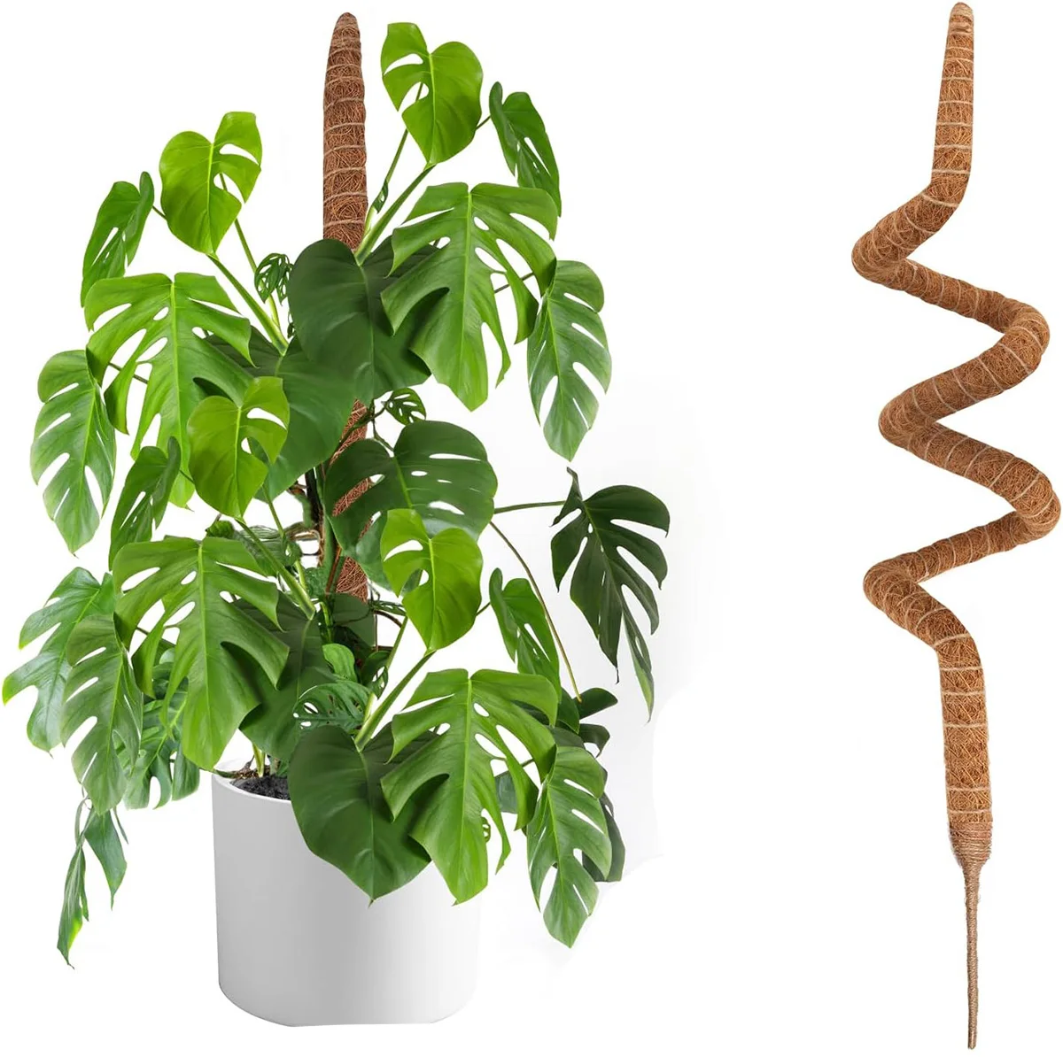 Plant climbing post Plant modeling fixed rod Brown column hydroponic column turtle back bamboo support pole climbing vine