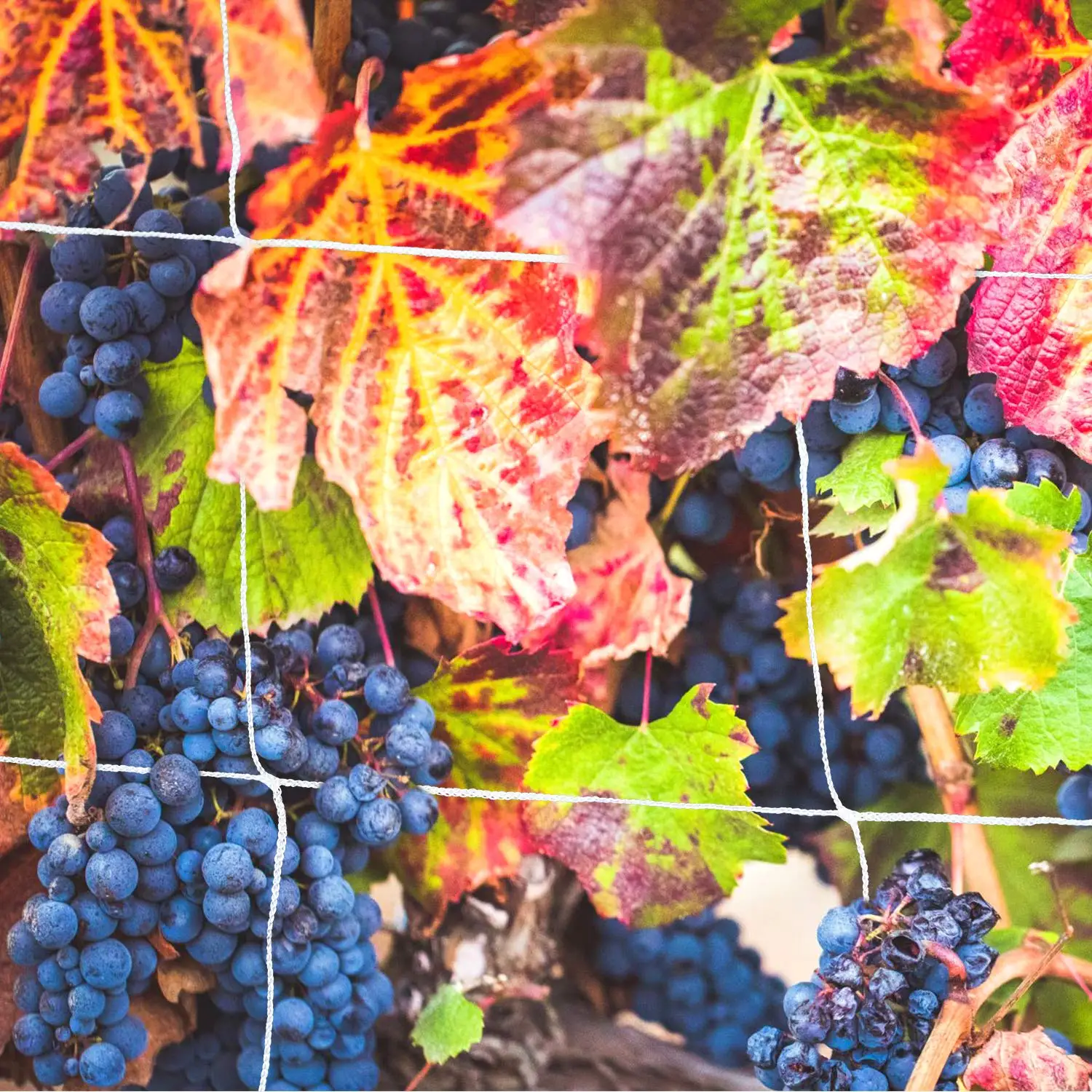 Bitter melon trellis netting Passion fruit trellis netting Vines grow trellis netting