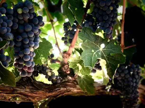 Cupirosso итальянское вино производитель IGT Costa Toscana 2020 превосходный вкус винтажное красное