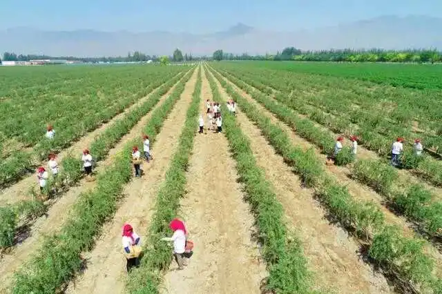 
Dried Rhubarb Root/Da Huang/Chinese traditional herb 