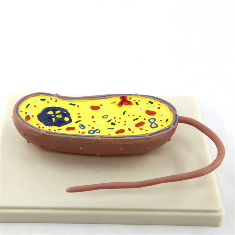 Animal model pathogenic bacteria model for teaching model