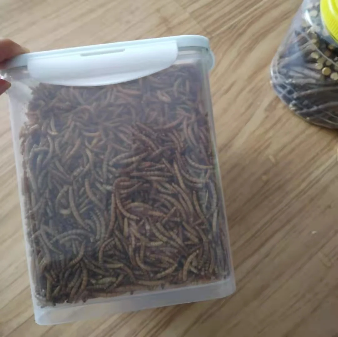 High Protein Mealworms Dried Eu for Birds Fish Dog Food Wholesale Mealworm 1kg Pet Food Edible Mealworms