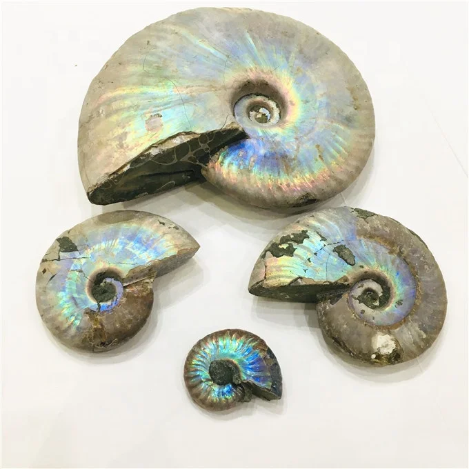 Wholesale rainbow shiny ammonite snail conch fossil for home decoration