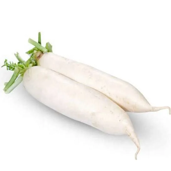 high quality fresh white radish  new crop fresh Chinese white radish