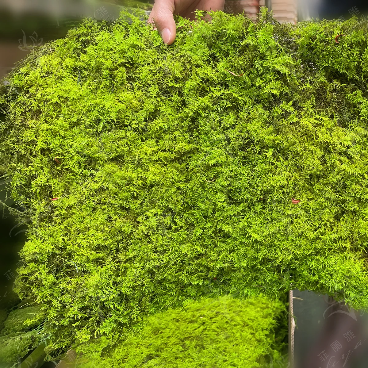 Every Love Real Preserved Moss Wall Custom Size Moss Painting Natural Decorative Flowers & Wreaths Wooden Frame Is Installed T/T