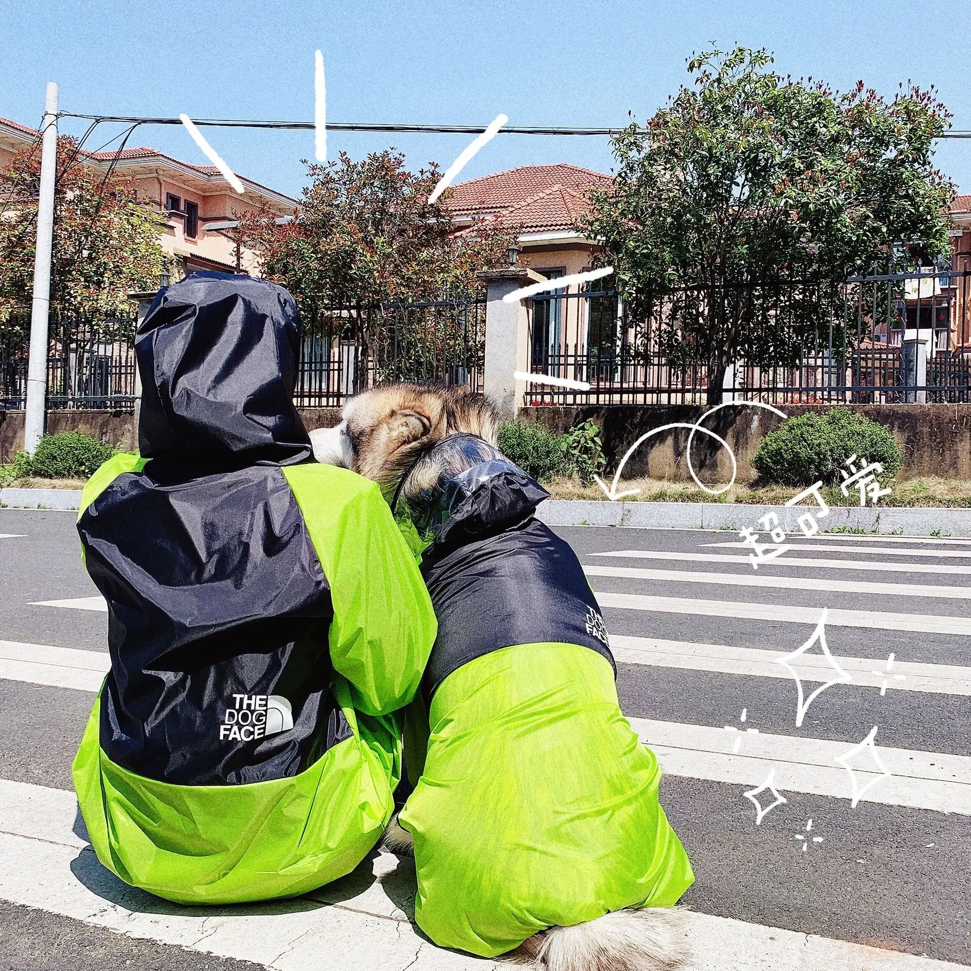 Pet and Owner Matching Raincoat Print Pattern Pet Couple Outfit Attire Small Medium Large Dogs Water Resistant Clothes