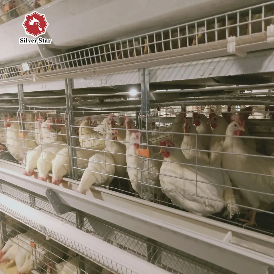 High quality hot sale economic H type chicken cage for layers