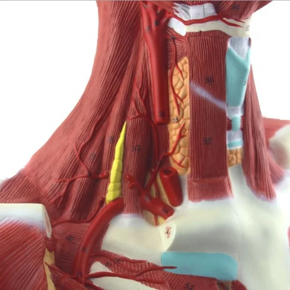 Модель человеческих мышц головы и шеи груди, анатомическая модель швов, модель человеческих мышц головы и лица для демонстрации медицинского обучения