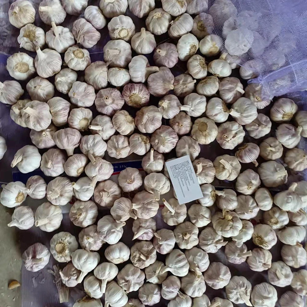 New Crop China Alho Garlic fresh garlic price