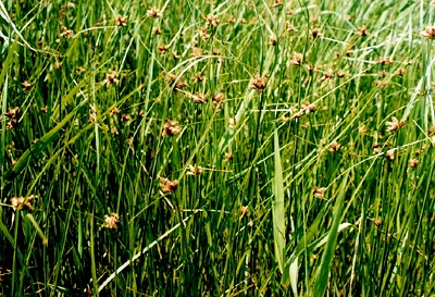 Граминозный гербицид биспирибак-натрий 10% SC 40% SC CAS 125401-92-5 биспирибак-бенсульфурон-метил гербицид биспирибак s