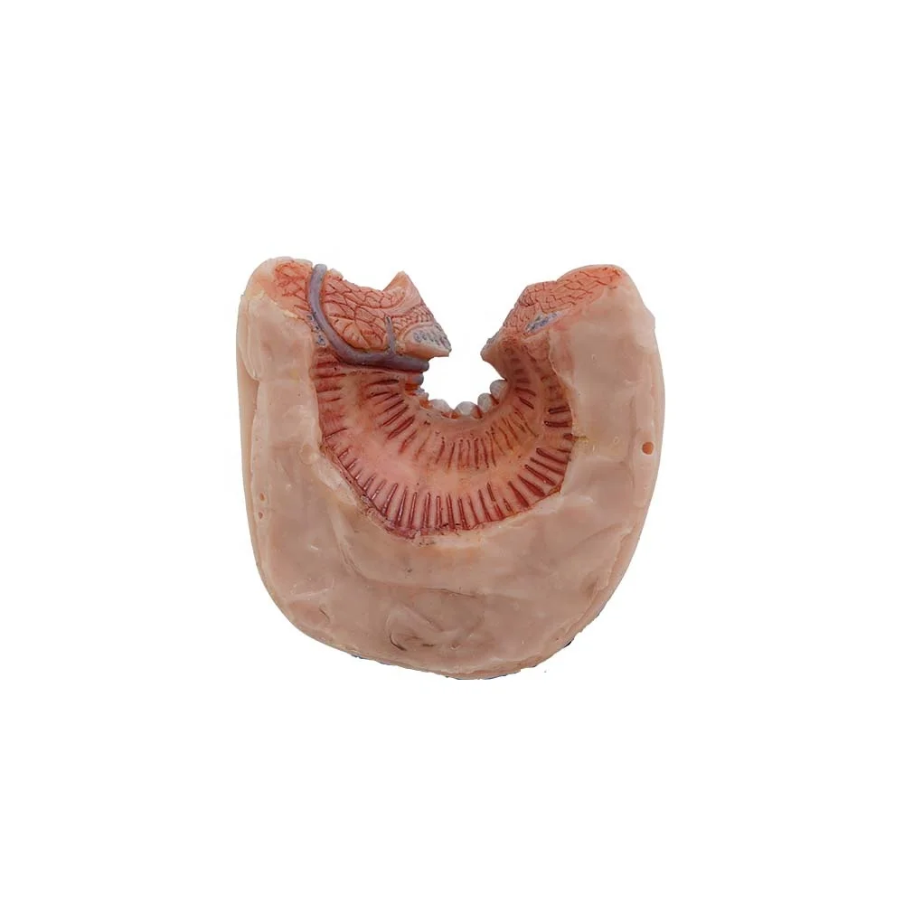 Anatomical Silicone Organ Model Soft Simulation Anal Tube Anatomy Model
