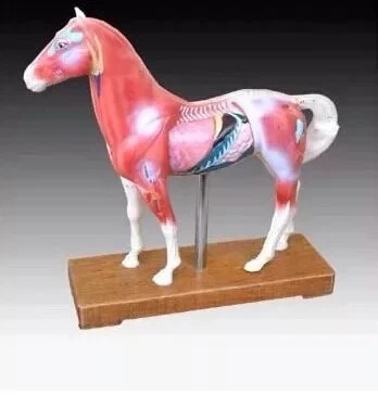 Hot Sale Animal Models Horse Acupuncture Model for Teaching