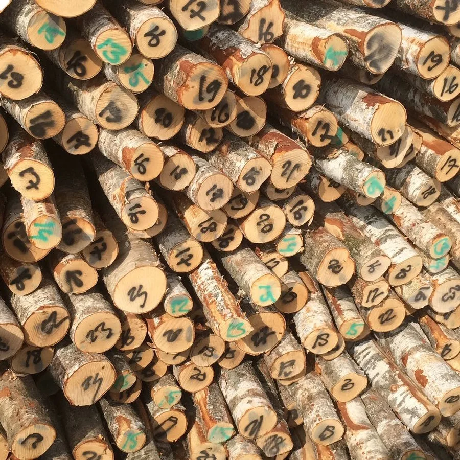 
White Birch Logs - Latvia origin - C grade - 12cm+ 