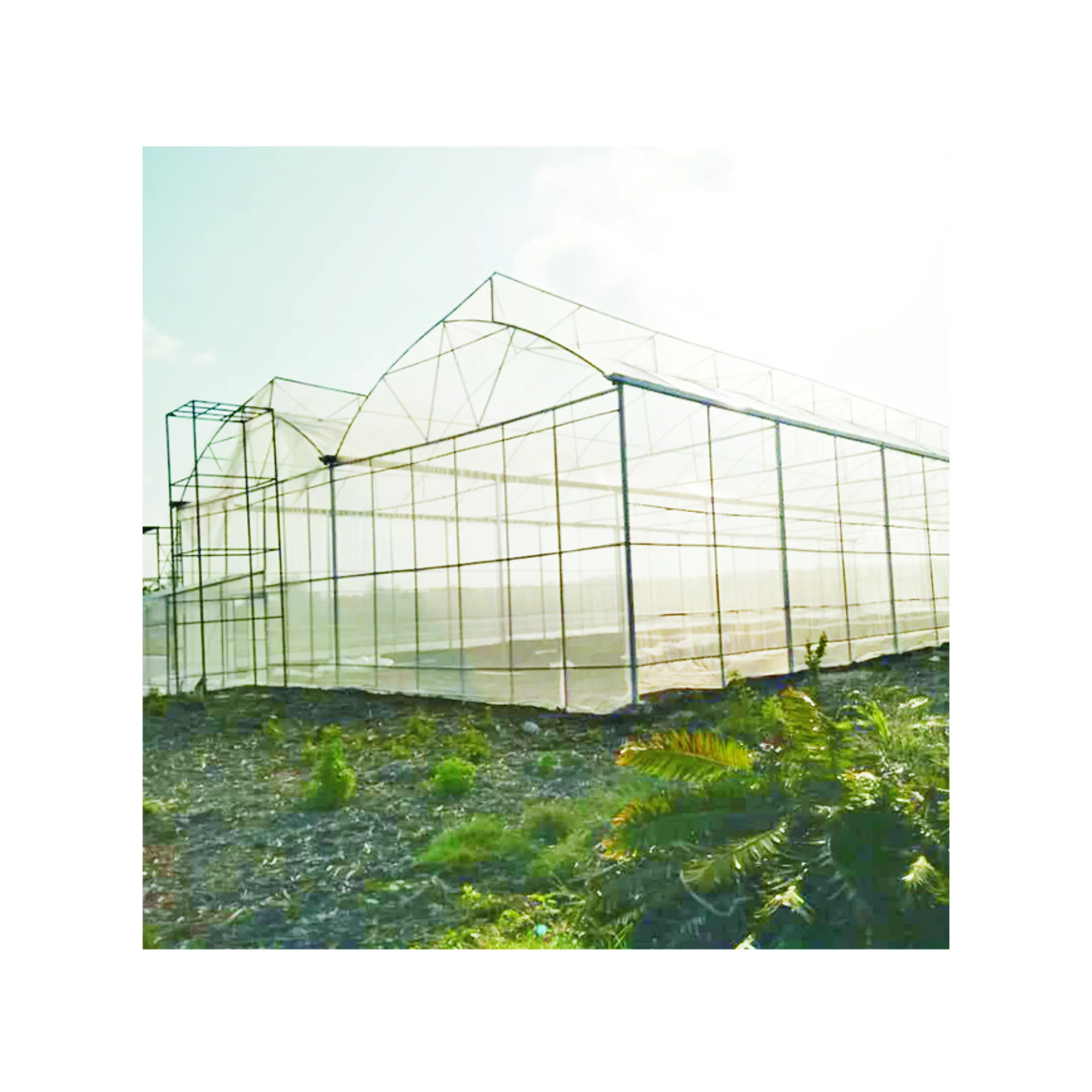 Greenhouse large span 6m, 8m, 10m agricultural tomato greenhouse / Tunnel Greenhouse with shading system