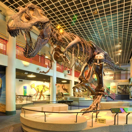 Динозавр парк динозавров ископаемый настоящий Скелет T-rex для музейной выставки