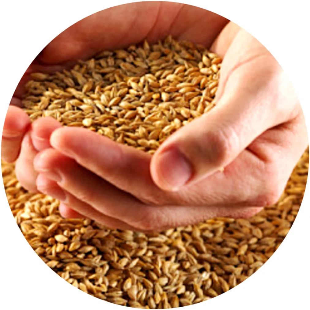 
High quality soft wheat grain from Kazakhstan 