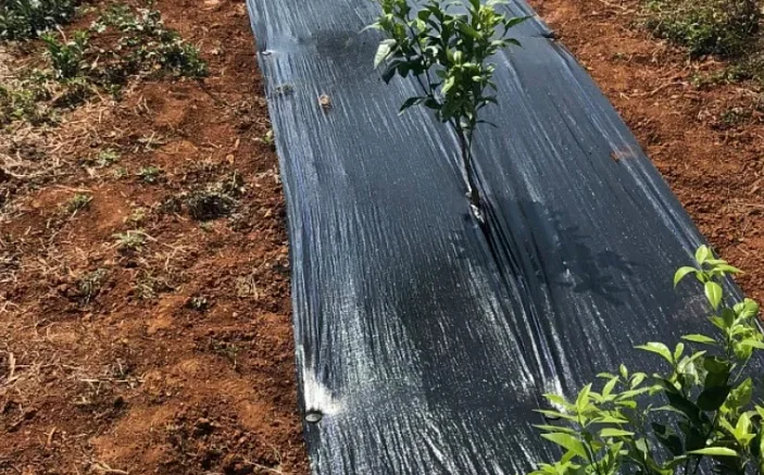 weeding cloth weed fabric control agricultural pp anti grass cloth anti weed mat with uv protection