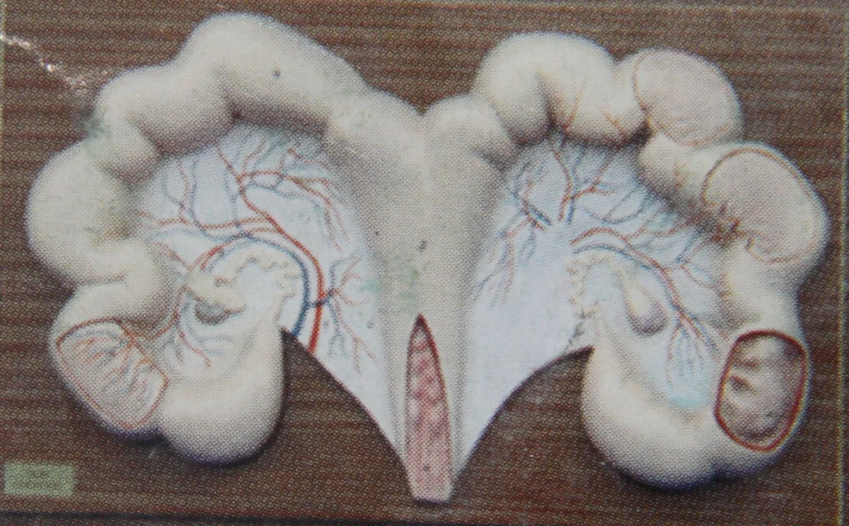 Pig Uterus anatomical animal husbandry veterinary model