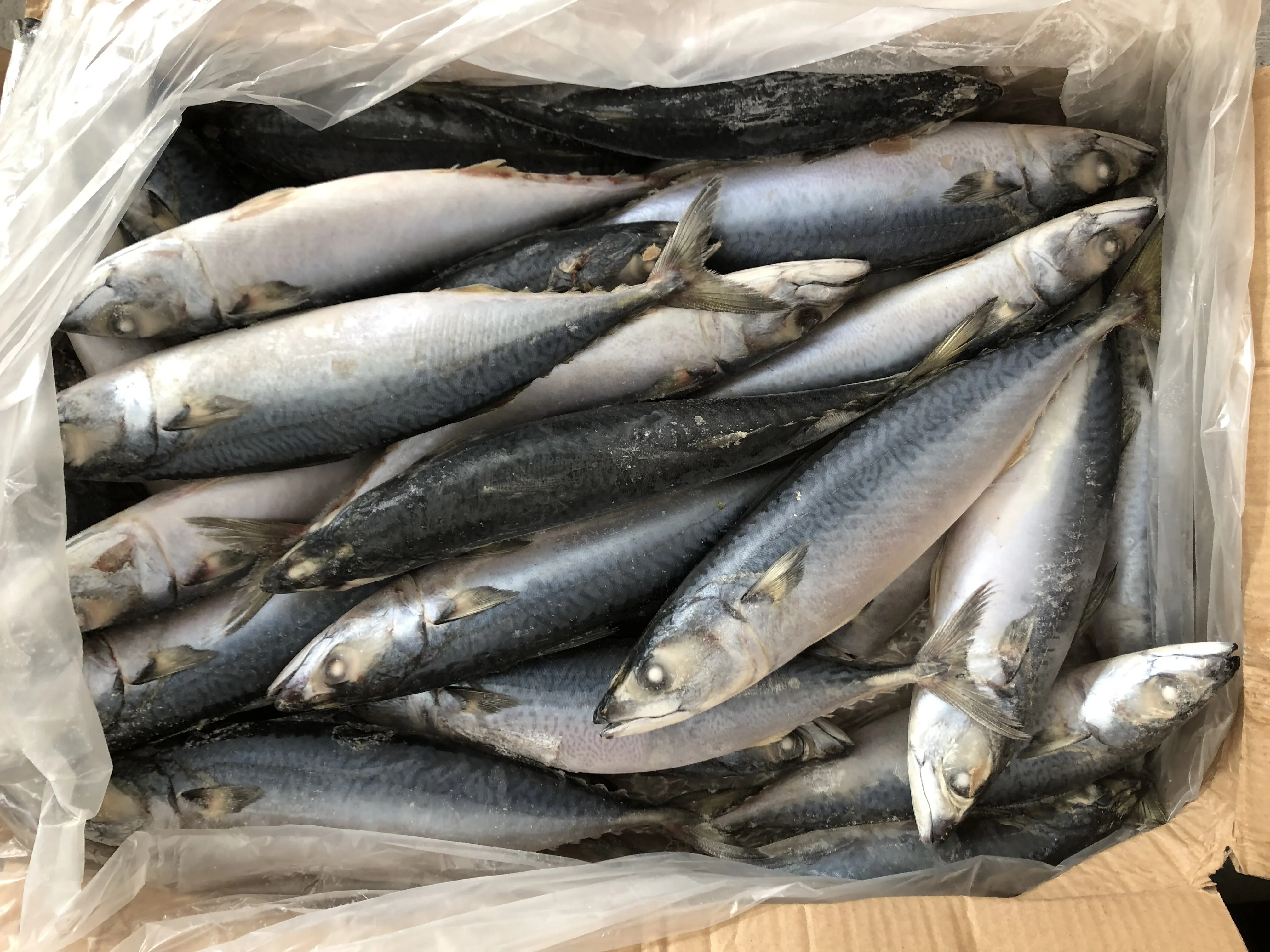 frozen pacific mackerel for  food frozen seafood pacific mackerel frozen saba mackerel