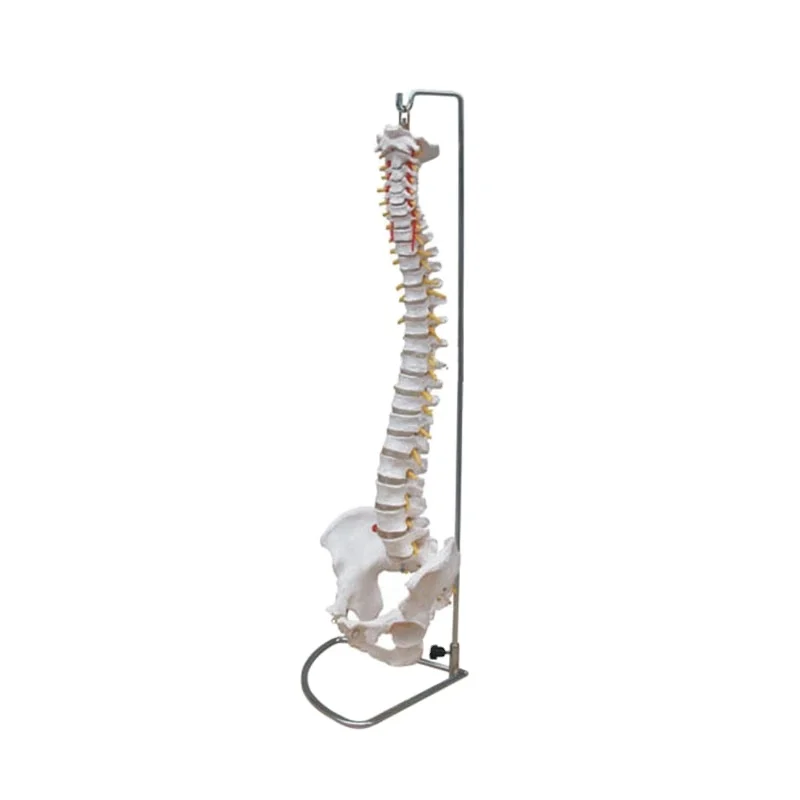IN-103 PVC Life Size Vertebral Column Spine Skeleton 3d Lumbar Anatomical Model with Pelvis