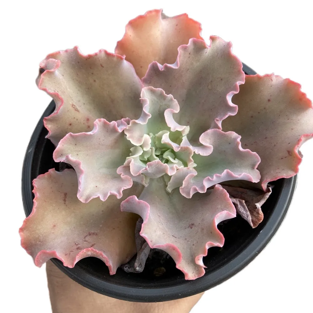 
High Quality About12cm Pink Living Plants Succulent Plant Flowerpot Succulent for Ornamental Bonsai Plants 
