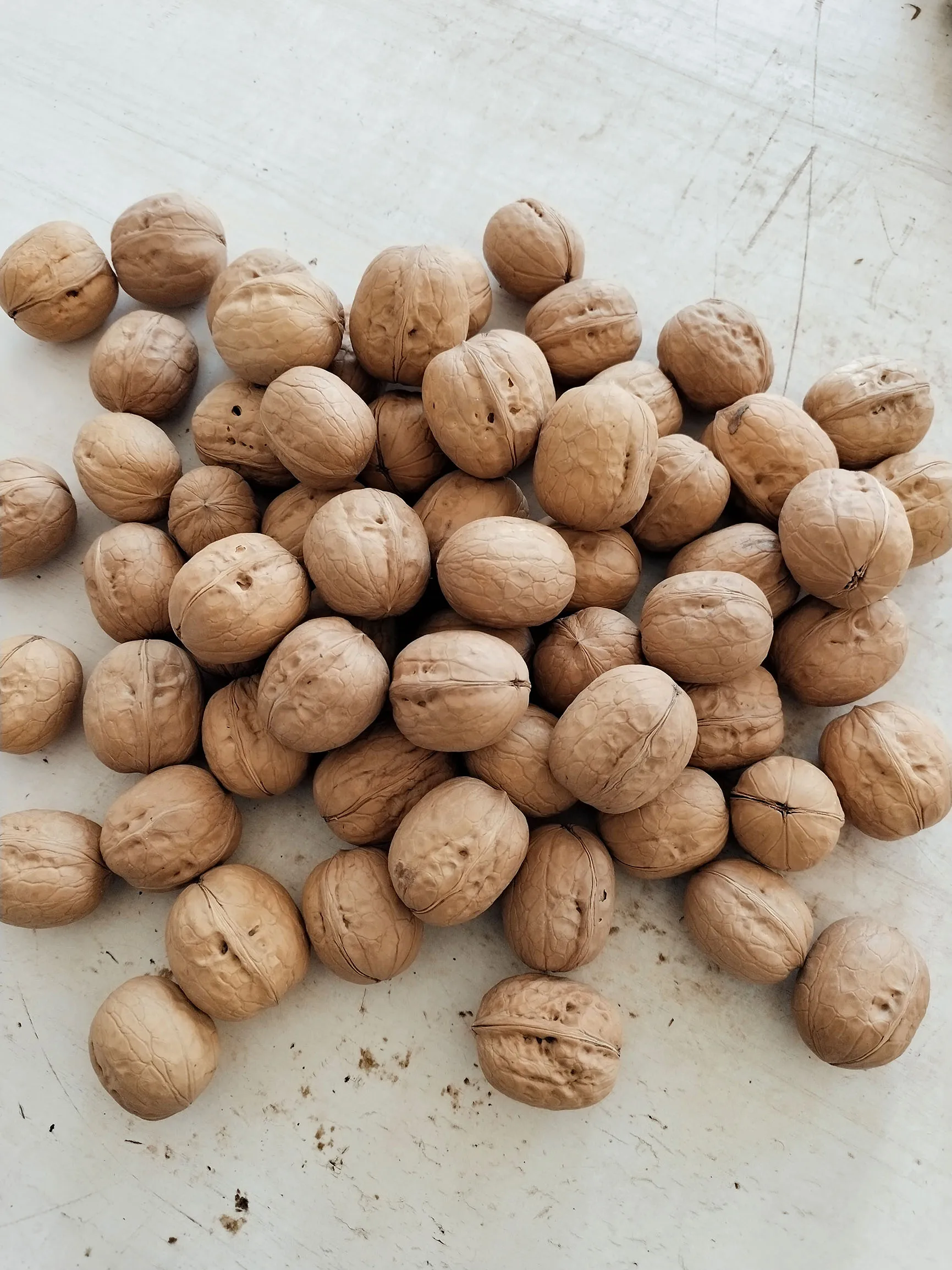 Xin 2 walnut wholesale price for Expoter and impoter