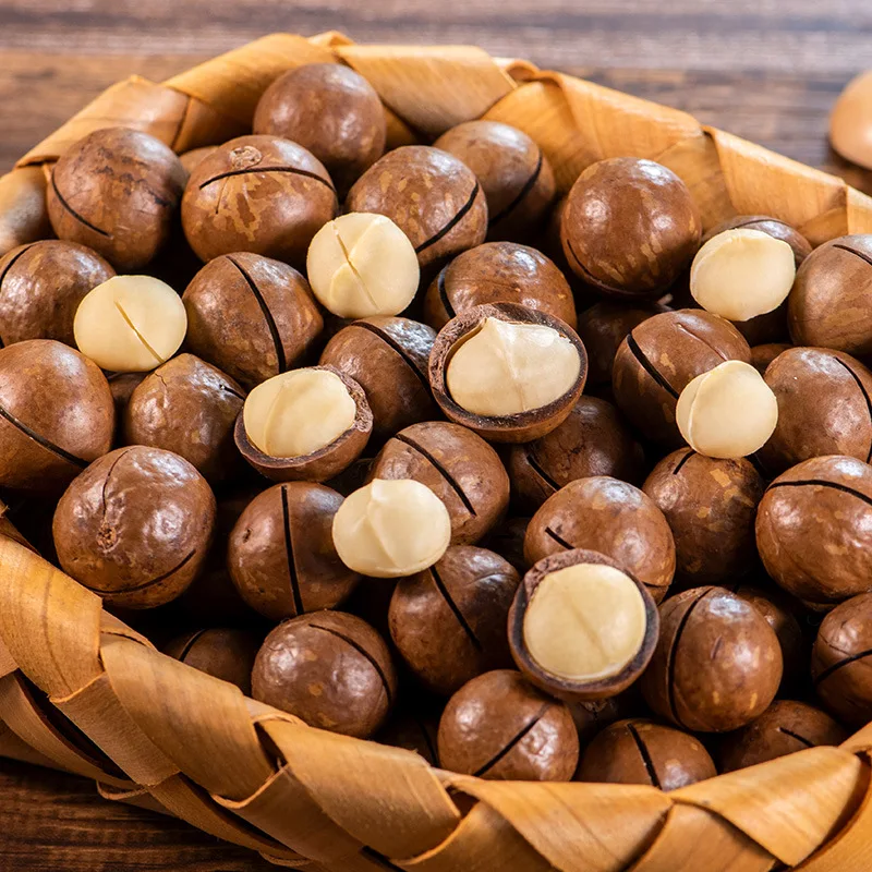 China New Crop Original Flavor  vietnam raw macadamia nuts in shell
