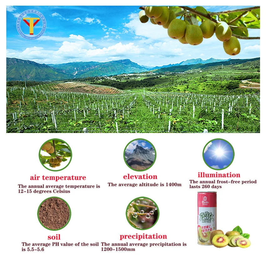 
Kiwi fruit juice rich in vitaminsC small drunk wine gift box Soft drinks Low-alcohol wine nutrition is high gift idea 