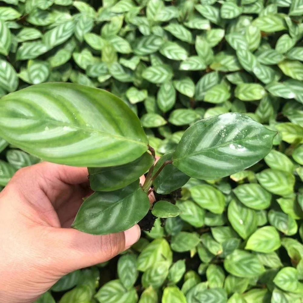 Тканевая культура рассады тканевая культура рассады новые Feiyu