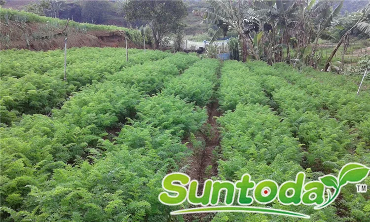 
Suntoday vegetable heirloom F1 hybrid planting carrot seed 1kg/bag 